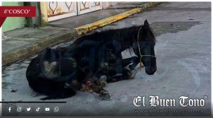 Caballo herido deambula por calles de Coscomatepec; vecinos piden intervención de las autoridades