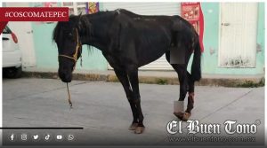 Caballo h3rido en Coscomatepec será trasladado a la CDMX para recibir atención especializada