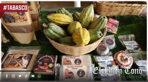 Prevén producción de 10 mil toneladas de cacao en Tabasco para el próximo ciclo
