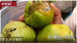 Chayote de Ixtaczoquitlán pierde hasta 40% por hongo postcosecha