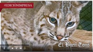 UMA MANTIENE LINCE ENCERRADO; CINCO MESES ENJAULADO