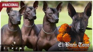 El xoloitzcuintle tendrá su propio festival en el corazón de la CDMX