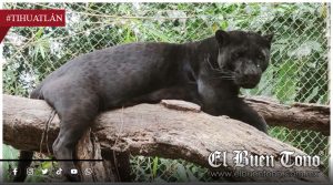 Jaguar melánico continúa sin ser localizado tras operativo de Profepa en Tihuatlán