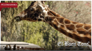 Muere “Fortunata”, la jirafa más longeva de la Ciudad de México