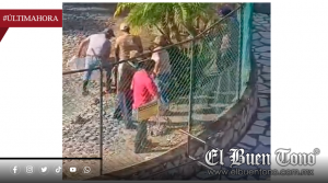 Maniobran a cocodrilo de 300 kilos en la UMA y se desconoce qué hicieron con él