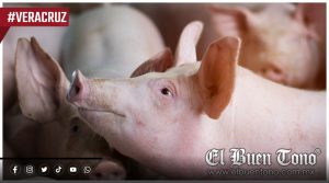 Porcicultores de Veracruz piden apoyos para reducir costos y competir con carne importada
