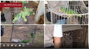 Rescatan a un mapache y 6 loros cachetes amarillos mantenidos como mascotas