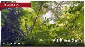 Rescatan con vida a seis personas en la Selva Lacandona de Chiapas