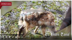 D3nuncian m@ltrato de venado bebé en la UMA Citlaltépetl de Orizaba
