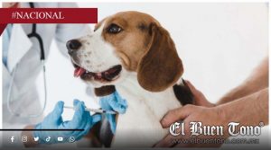 Senado aprueba nueva ley para reforzar la protección y bienestar de los animales