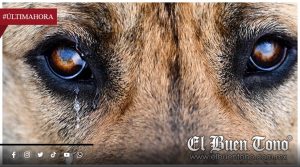 Derrame en ambos ojos de un perro tras acudir a estética genera denuncia de propietaria