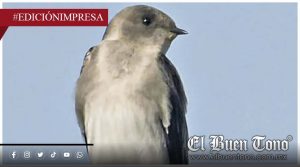 Inicia Festival de las Aves; ciencia ciudadana y biodiversidad