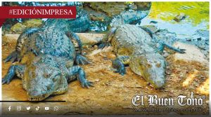 ¡COCODRILOS SIGUEN SUELTOS! TRES DÍAS, SIN CAPTURARLOS           