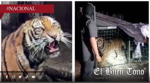 Aseguran tigre de Bengala durante operativo en La Barca, Jalisco