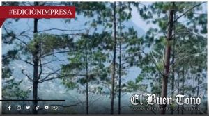 Buscan restaurar bosque afectado; comunidad El Chirimoyo