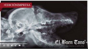 Autoridades dejan a perrita fracturada; Gasper requiere implantes quirúrgicos