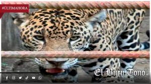 DESAPARECE JAGUAR DE PARQUE ECOLÓGICO TRAS OPERATIVO FEDERAL
