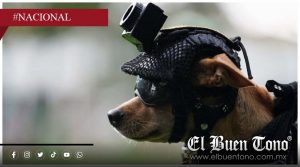 Con casco y chaleco táctico, ‘Comando’ es el integrante más pequeño de la Guardia Nacional