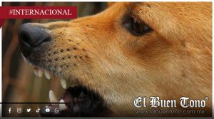 Chile se convierte en el primer país de Sudamérica en eliminar la rabia transmitida por perros