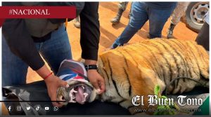 Rescatan a dos tigres de Bengala abandonados y deshidratados en Michoacán