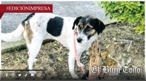 Crueldad Municipal; denuncian desaparición de canes