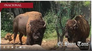 Museo del Desierto refuerza prevención ante presencia de gusano barrenador en Coahuila