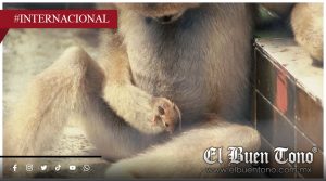 Koko y otros primates sorprenden al tratar a otras especies como mascotas
