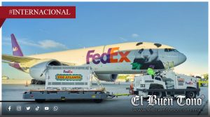 Atlanta recibe a dos nuevos pandas procedentes de China