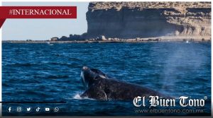 Investigan muerte de decenas de ballenas francas australes en costas de Argentina