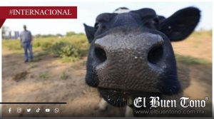 Ganaderos de EU advierten que operativos de ICE podrían encarecer la carne