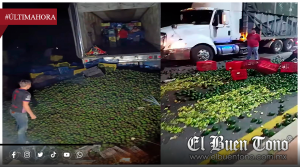 Detectan aguacate contaminado con gusano barrenador en cargamento destinado a exportación