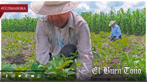 ASF DETECTA PROBABLE DAÑO AL ERARIO POR MIL 419 MILLONES DE PESOS EN FONDO AGROPECUARIO