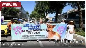 Veracruz endurece castigos por m@ltrato animal: Hasta 6 años de prisión