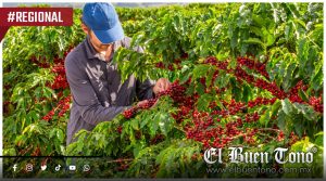 Precios internacionales del café muestran señales mixtas por posibles efectos de ‘El Niño’