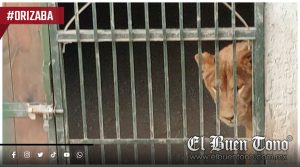 EXCLUSIVA|’Chamaco’ estuvo a punto de morir por sobredosis de anestesia; exhiben falta de especialistas en la UMA de Orizaba