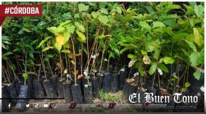 Donan más de 2 mil árboles para recuperar cafetales y reforestar comunidades de Córdoba
