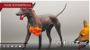 FESTIVAL CULTURAL DE XOLOITZCUINTLES; REÚNE A UNOS 30 PERROS EN PRIMERA EDICIÓN