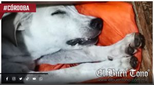 Ponen a prueba al Centro de Salud Animal con ‘Gasper’ y la autoridad solo actúa con indiferencia