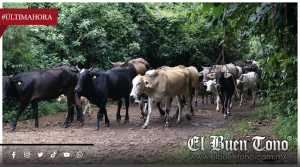 ALERTA POR POSIBLE CASO DE FIEBRE AFTOSA EN SONORA; SUSPENDEN EXPORTACIÓN DE GANADO A EU