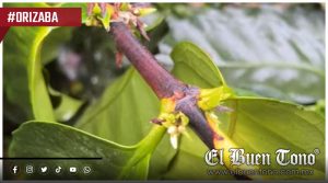 Lluvias afectan plantas de café en Orizaba; productor reporta hongos y caída de cereza