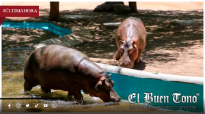 MUERE MOTOMOTO, HIPOPÓTAMO DE TRES AÑOS DEL ZOOLÓGICO DE CULIACÁN