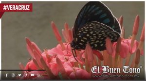 Tres especies de mariposas endémicas de Veracruz enfrentan riesgo potencial por el cambio climático