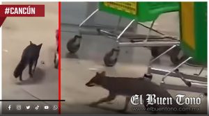 VIDEO|Zorra con rabia muerde a una niña en Cancún; 12 personas permanecen bajo vigilancia