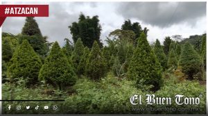 Santa Ana Atzacan apuesta por fortalecer la producción de pinos navideños