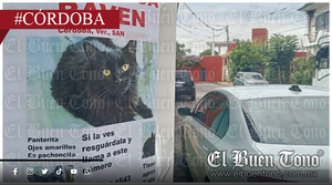 ALARMA EN LA COLONIA MIRAFLORES: FELINOS 3NV3N3N4D0S Y DESAPARECIDOS