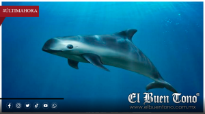 CITES ANALIZARÁ LA SITUACIÓN DE LA VAQUITA MARINA EN MÉXICO; EVALUARÁ NUEVAS MEDIDAS DE PROTECCIÓN