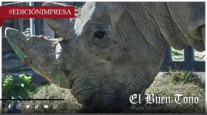 Llegan a México cuatro rinocerontes blancos para salvar a la especie