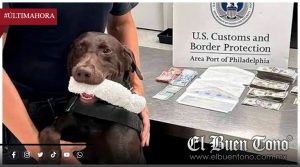 PERRO DETECTA MÁS DE 365 MIL DÓLARES OCULTOS EN EQUIPAJE EN AEROPUERTO DE OAXACA