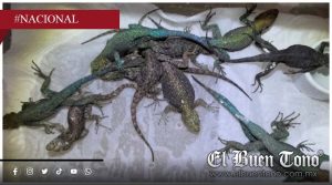 Detienen a mexicano en Alemania con 97 reptiles en su equipaje; 37 eran venenosos