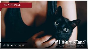 Suspenden adopciones de gatos en octubre por temor a casos de crueldad animal
